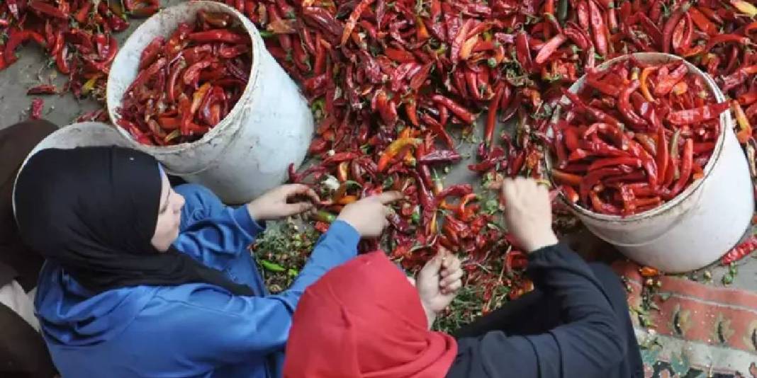 20 tesiste 8 bin kişilik dev kadronun mesaisi başladı! 2 ay boyunca ter dökecekler, en güzelini sofralara gönderecekler 2